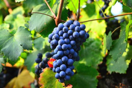 Grappes de raisins noirs au milieu feuilles de vigne vertes