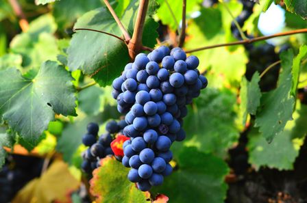 Grappes de raisins noirs au milieu feuilles de vigne vertes