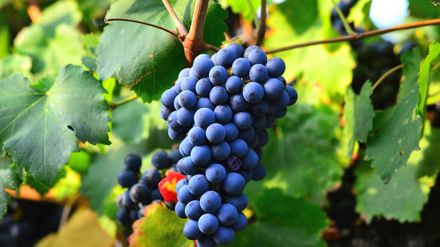 Grappes de raisins noirs au milieu feuilles de vigne vertes