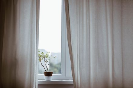Petit arbuste en pot posé devant une fenêtre aux rideaux légèrement ouverts