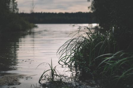 Rivière calme et sale, bordée de plantes au lever du jour