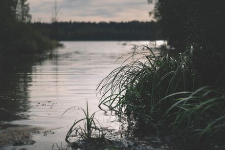 Rivière calme et sale, bordée de plantes au lever du jour