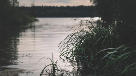 Rivière calme et sale, bordée de plantes au lever du jour
