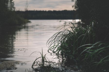 Rivière calme et sale, bordée de plantes au lever du jour