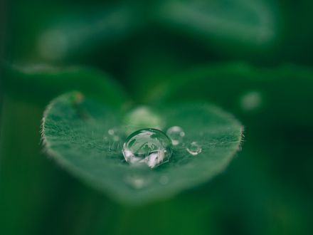 Gros plan d'une goutte d'eau perlant sur une feuille verte