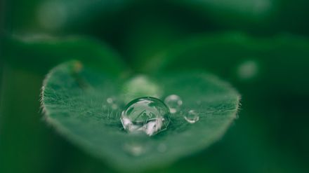 Gros plan d'une goutte d'eau perlant sur une feuille verte