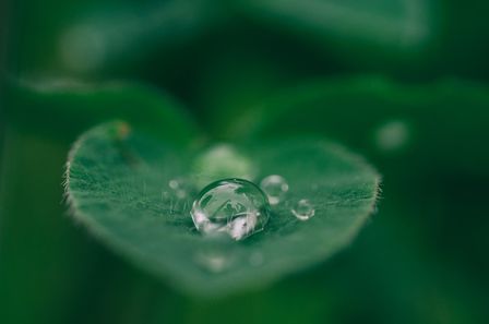 Gros plan d'une goutte d'eau perlant sur une feuille verte