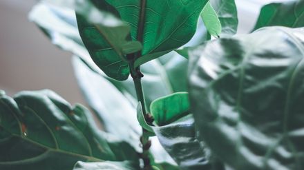 Gros plan de feuilles de figuier
