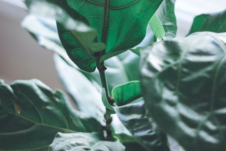 Gros plan de feuilles de figuier