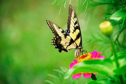 Gros plan d'un papillon rayé battant des ailes posé sur une fleur rose durant la journée