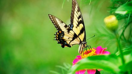 Gros plan d'un papillon rayé battant des ailes posé sur une fleur rose durant la journée