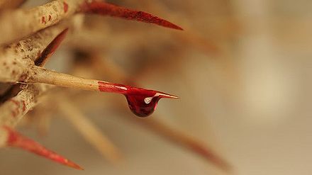 Gros plan sur une épine de la couronne d'épines de laquelle tombe une goutte de sang