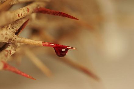 Gros plan sur une épine de la couronne d'épines de laquelle tombe une goutte de sang