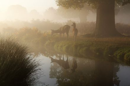 2 biches près d'un ruisseau, à l'ombre d'un gros arbre, par temps de brume
