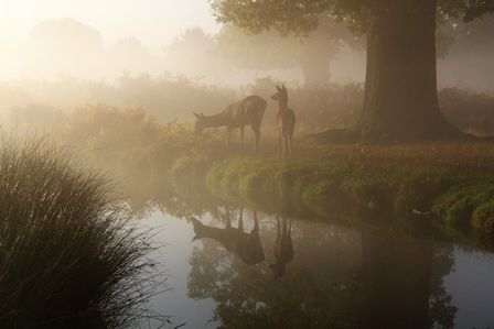 2 biches près d'un ruisseau, à l'ombre d'un gros arbre, par temps de brume