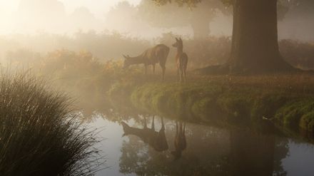 2 biches près d'un ruisseau, à l'ombre d'un gros arbre, par temps de brume