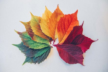 Feuilles d'arbre de différentes couleurs (vert, jaune, rouge...)