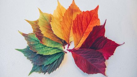 Feuilles d'arbre de différentes couleurs (vert, jaune, rouge...)