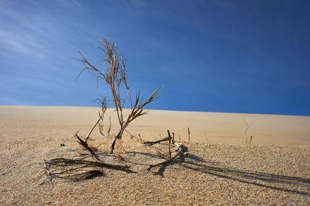 Reste d'arbuste desséché solitaire au milieu d'une terre aride