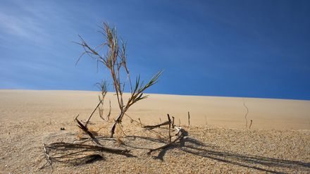 Reste d'arbuste desséché solitaire au milieu d'une terre aride