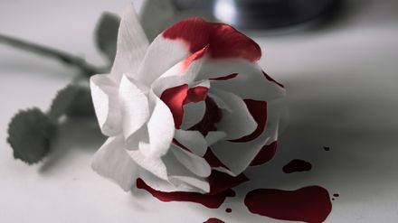 Rose blanche tâchée de sang