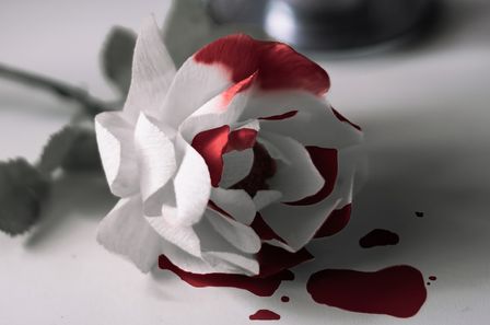 Rose blanche tâchée de sang