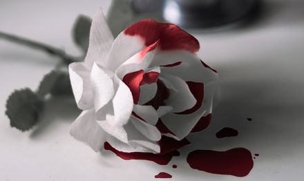 Rose blanche tâchée de sang