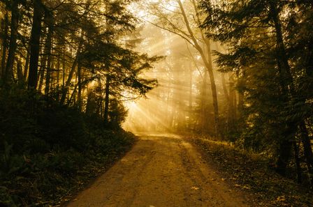 Chemin entre les arbres avec de puissants rayons de soleil
