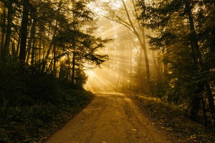 Chemin entre les arbres avec de puissants rayons de soleil