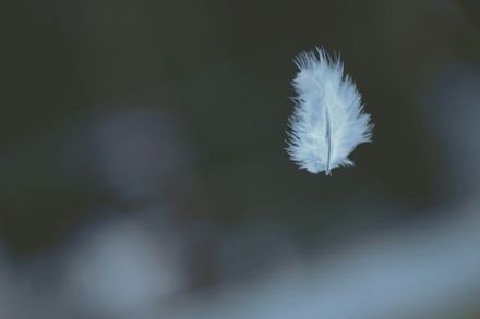 Petite plume blanche dans le vent