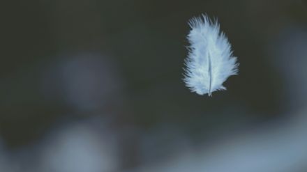Petite plume blanche dans le vent
