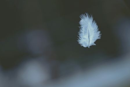 Petite plume blanche dans le vent