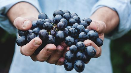 Homme portant une grappe de raisin noir dans ses mains