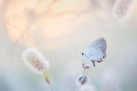 Petit papillon blanc perché sur une fleur dans une atmosphère paisible