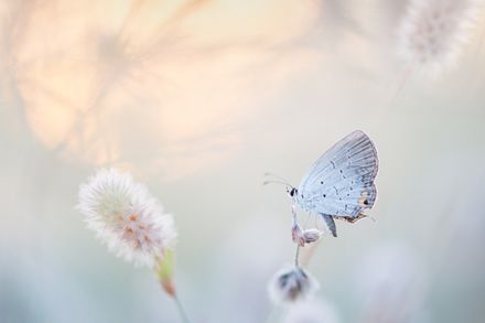 Petit papillon blanc perché sur une fleur dans une atmosphère paisible