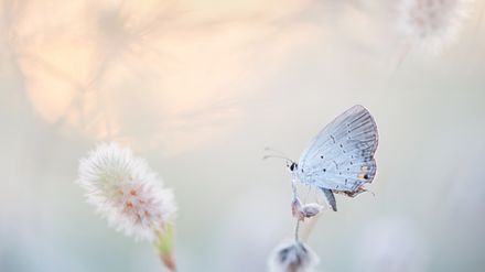 Petit papillon blanc perché sur une fleur dans une atmosphère paisible